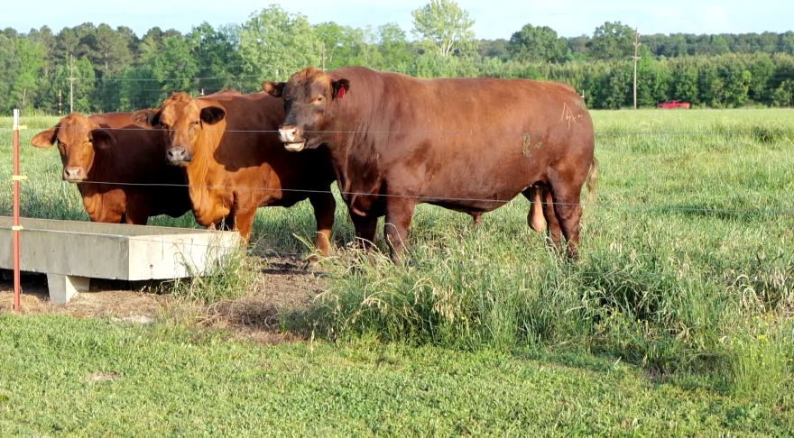 Beef Quality Assurance program helps improve herd health and assists producers